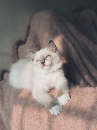 Portrait of cat resting on floor
