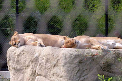 Lion, panthera leo