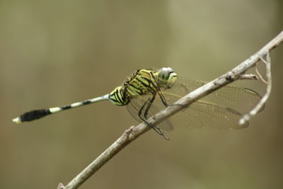 Close-up of insect on plant