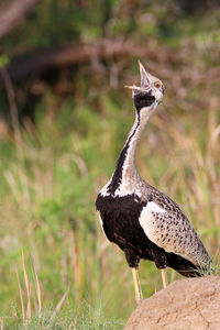 Close-up of bird perching on a field