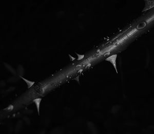 Close-up of water drops on black background