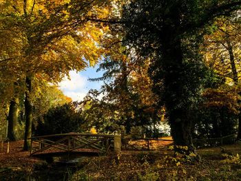 Trees against sky during autumn