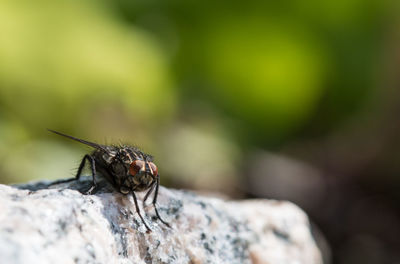 Close-up of insect on rock