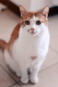 Close-up portrait of white cat on floor