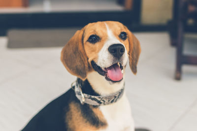 Close-up of dog looking away