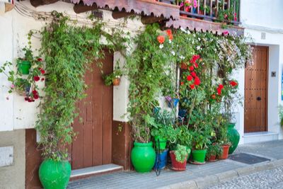 Potted plants outside house