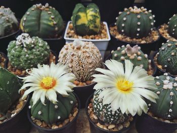 Close-up of flowers