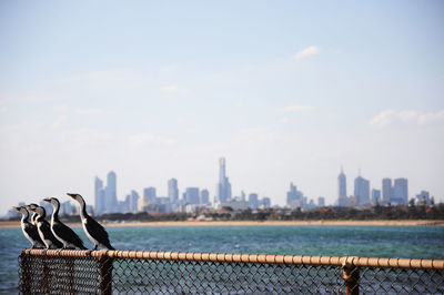 Row of birds perching on fence by sea against sky