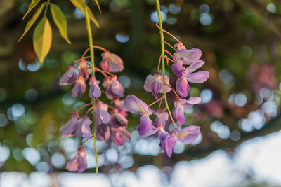 Close-up of pink flowering plant