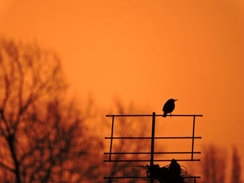 Silhouette bird perching on metal against orange clear sky