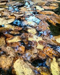 Full frame shot of rocks