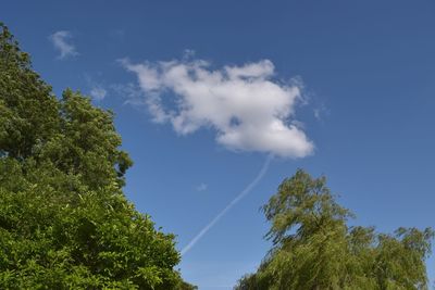 Low angle view of trees against blue sky