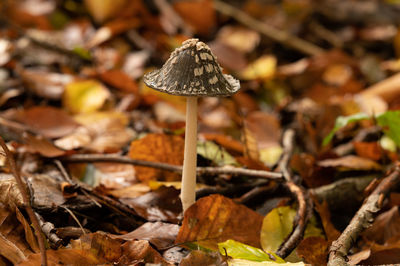 Close-up of mushroom growing on field