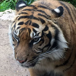 Close-up of a tiger