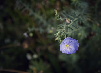 Close-up of purple flowering plant