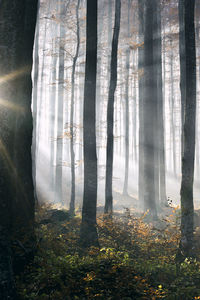 Sunbeams streaming through trees in forest