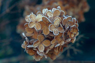 Close-up of pine cone