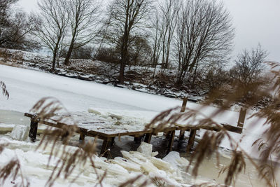 Bare trees on snow covered field