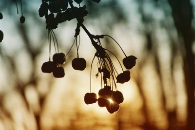 Close-up of berries growing on tree