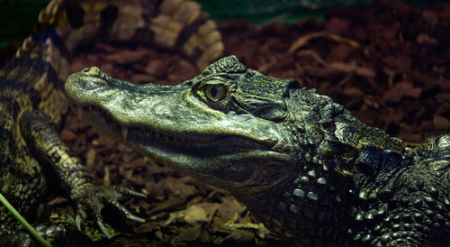 Close-up of crocodileon rock