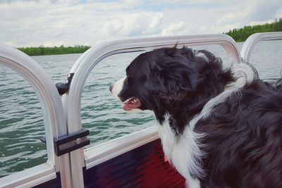 Close-up of dog on boat in river