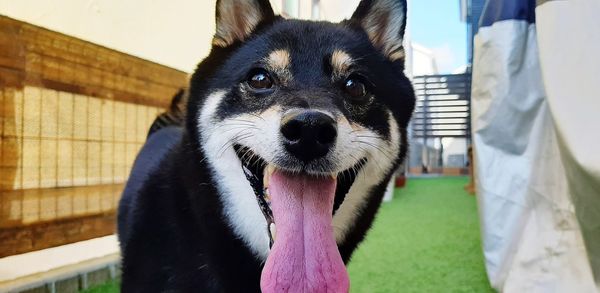 Close-up portrait of dog looking at camera