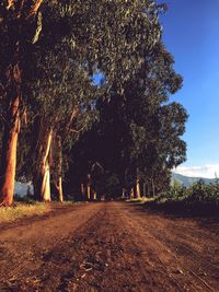 Trees growing on field against sky