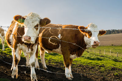 2 young red holstein calves are standing in the meadow. they have red colorful fur. 