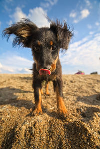 Portrait of dog sticking out tongue