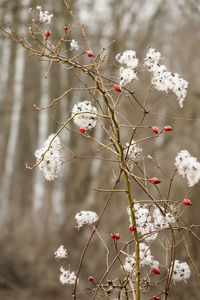 Close-up of cherry blossoms in spring