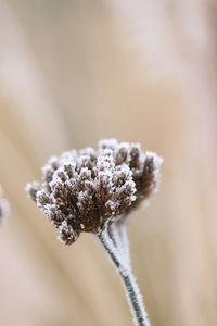 Close-up of plant