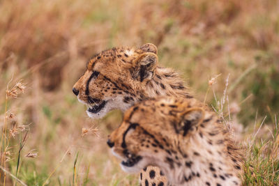 Cheetah on field