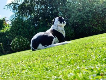 View of dog on land