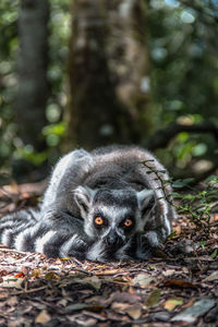 Portrait of monkey in a forest