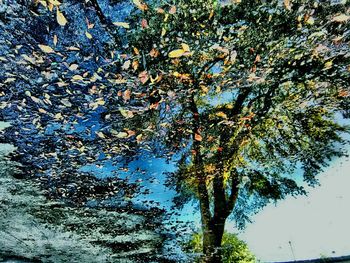Close-up of tree against sky
