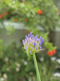 Close-up of purple flowering plant