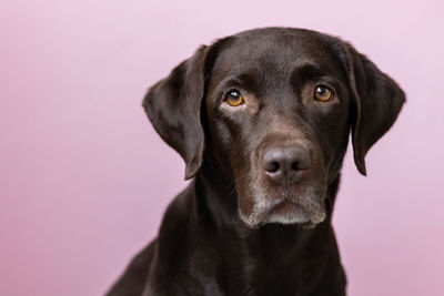 Close-up portrait of dog