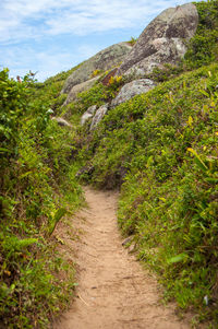 Footpath amidst plants and trees against sky