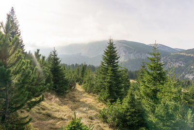 View of trees on landscape against cloudy sky