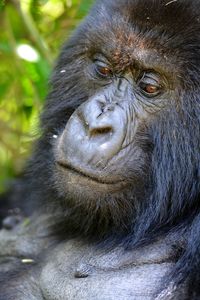 Mountain gorilla in rwanda volcanic mountains