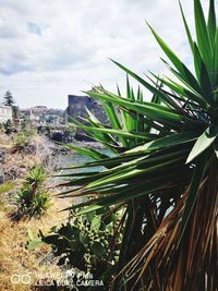 Succulent plants growing on field against sky