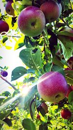 Close-up of apples on tree