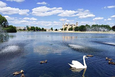 Swans swimming in lake