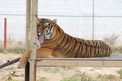 Tiger relaxing on table at zoo