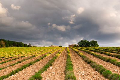 Scenic view of agricultural field against sky