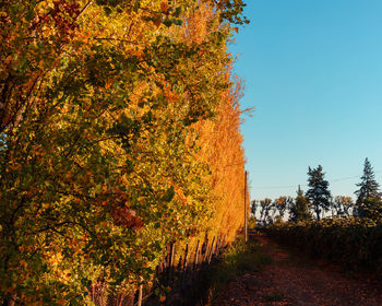 Trees growing against sky during autumn