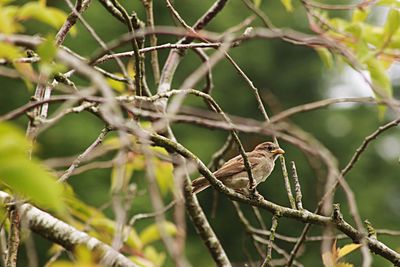 Sefton park birdlife 