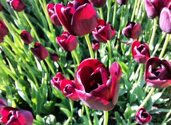 Close-up of red flowers blooming outdoors