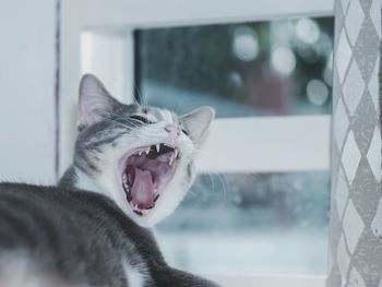 Close-up of cat yawning