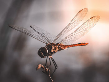 Close-up of dragonfly flying